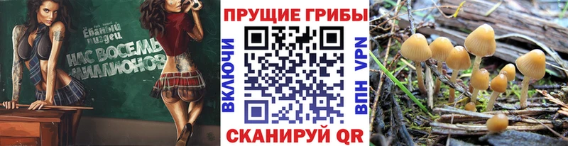 купить наркотики цена  Кингисепп  Псилоцибиновые грибы Magic Shrooms 